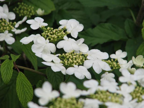 Doublefile Viburnum Diy