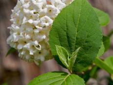 Viburnum Carlcephalum Diy