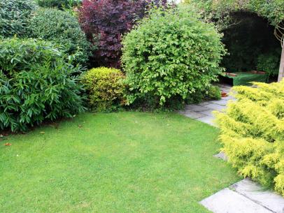Pruning Viburnum Diy