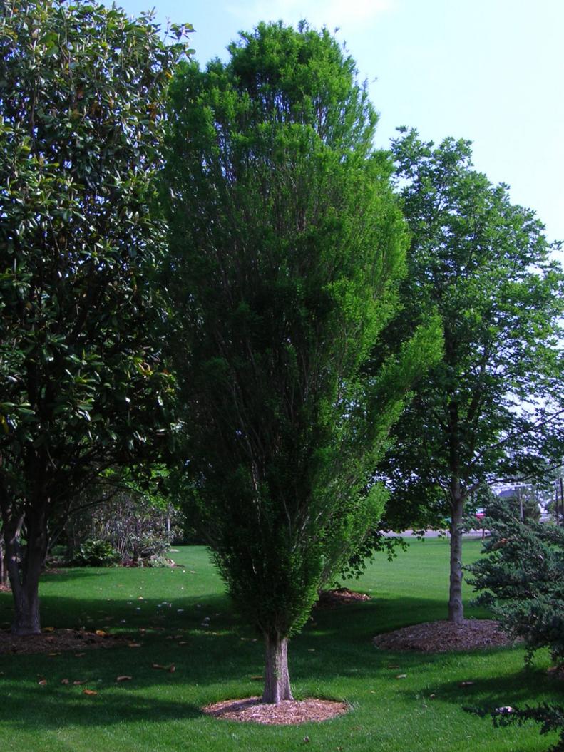 Monrovia Lindseys Skyward Bald Cypress Taxodium distichum