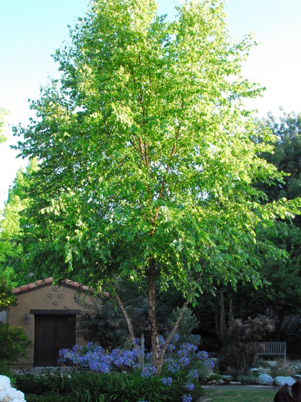 Monrovia River Birch Betula nigra