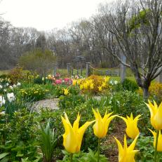 A Cottage Garden with Blooming Bulbs