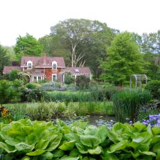 Aquatic Plant Surround a Wetland-Like Pond