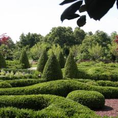 Layers of Pruned Boxwood in a Formal English Garden