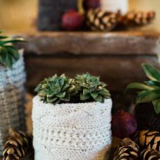 Green Succulents in Container Covered in Knit Sweater