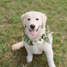 Involve Furry Friends on Your Wedding Day