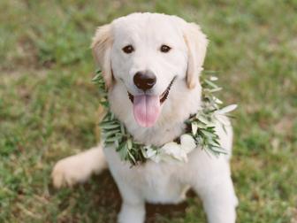 White Dog With Greenery and Flower Collar
