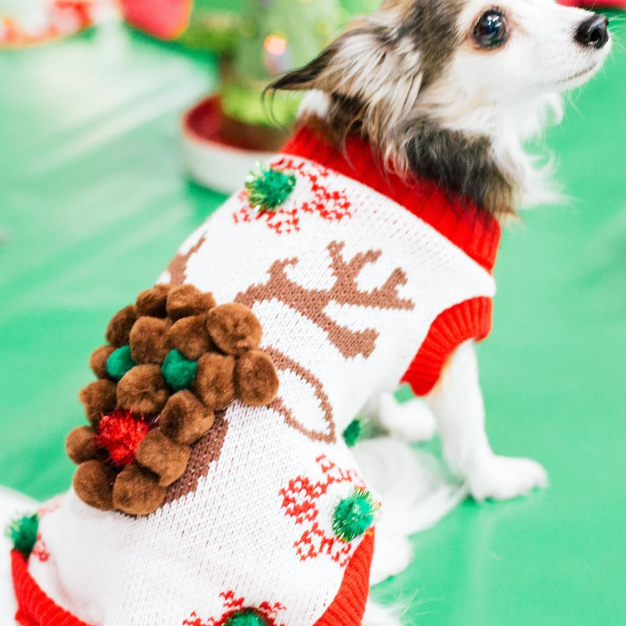 How to Make an Ugly Christmas Sweater for Your Dog HGTV