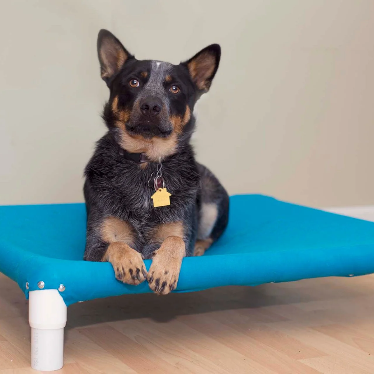 Homemade raised dog bed sales