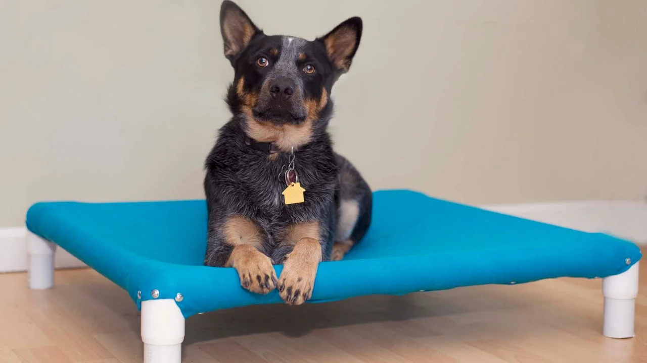 Diy raised pvc dog bed store