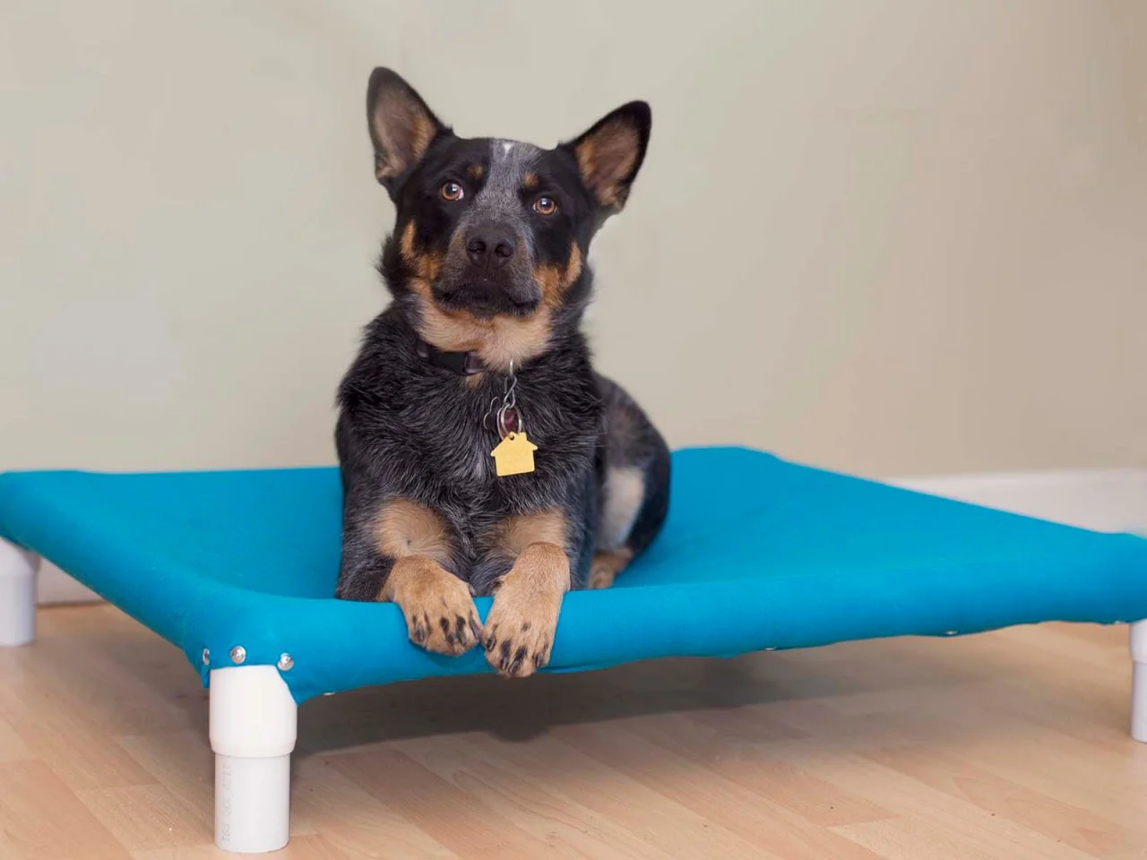 DIY Elevated Dog Bed HGTV