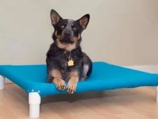 dog laying on bed