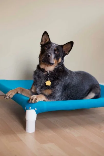 Diy raised pvc dog bed store
