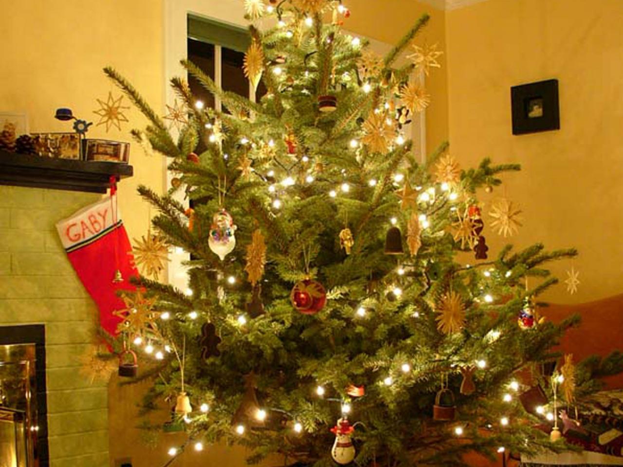 Live potted christmas trees deals