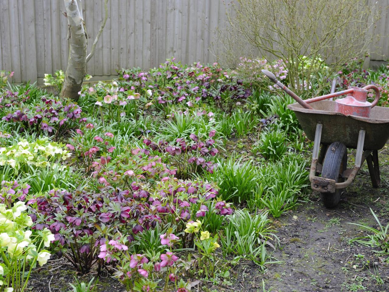 Backyard ground cover options