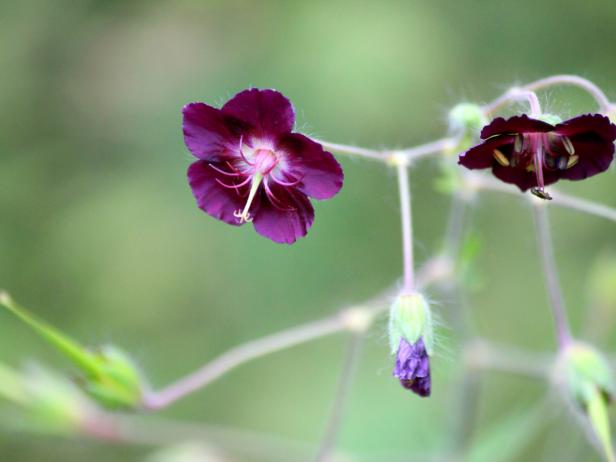 Geranium Phaeum | DIY