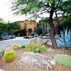 Large Cacti Garden Bed by Driveway