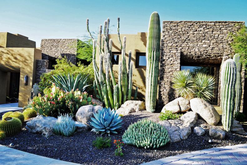 Large Cacti in Front of Stone Home
