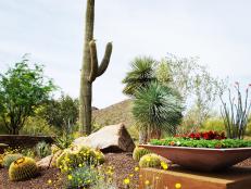 Desert Garden Bed With Cacti and Large Boulder