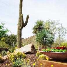 Large Cactus Focal Point Garden Bed and Container With Seasonal Color