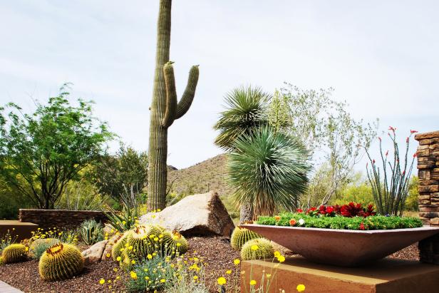 Desert Garden Bed With Cacti and Large Boulder