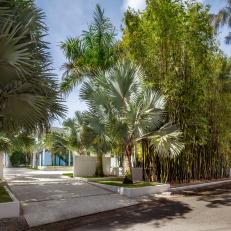 Guest Entry Driveway Lined With Palm Trees