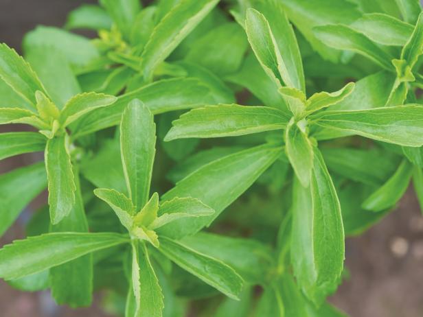 Stevia 'HoneyDip'