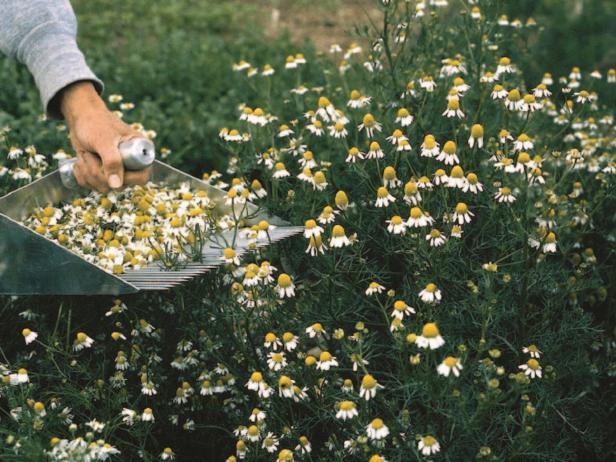 German chamomile (Matricaria recutita)