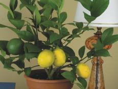 Meyer lemon houseplant