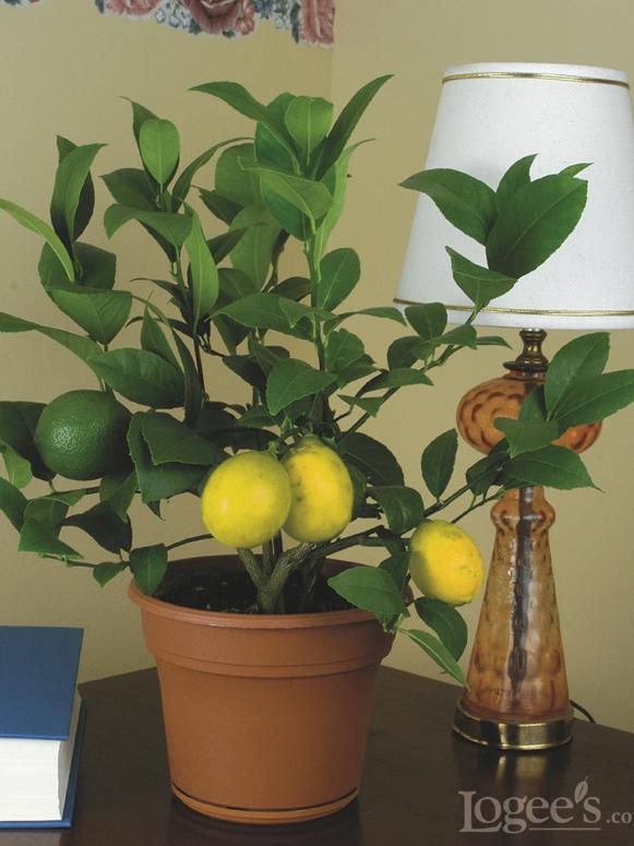 Meyer lemon houseplant