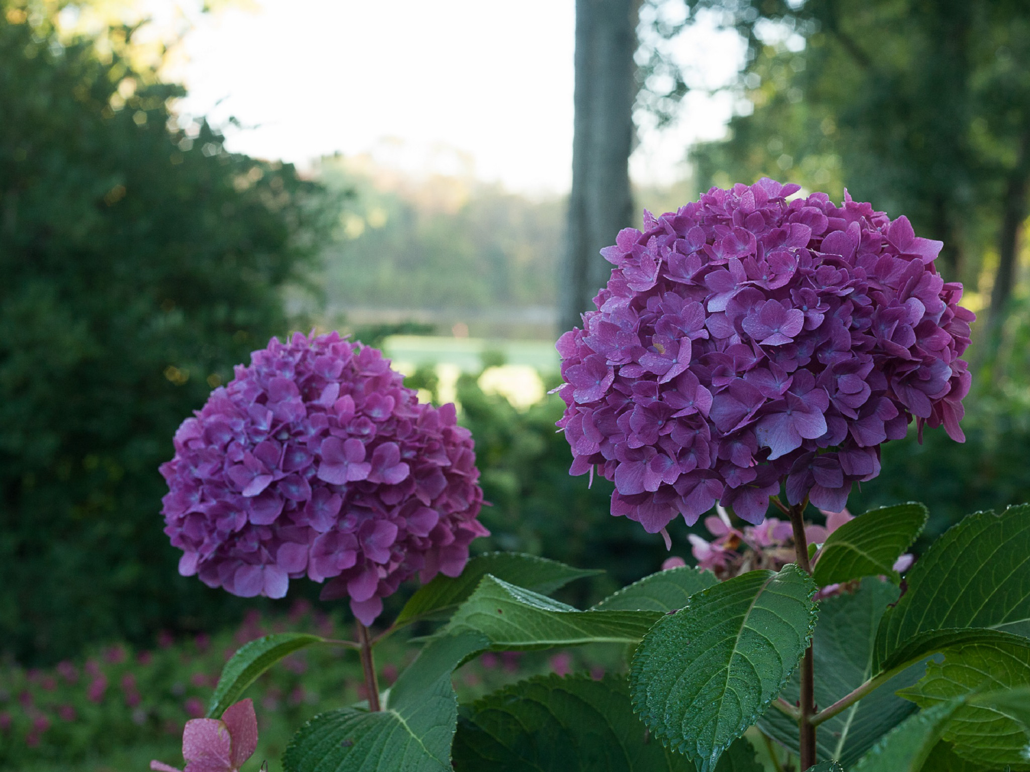 Pinks Purples White Flowers 25 Seeds Hydrangea Bush Beautiful Fire And Ice Plants Seedlings Plants Seeds Bulbs