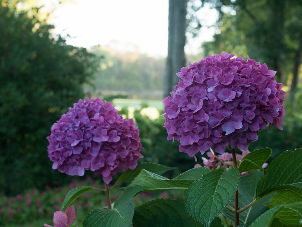 Peppermint Swirl Hydrangea