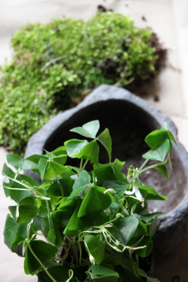 A Planter, Potting Soil, Moss and Oxalis HGTV