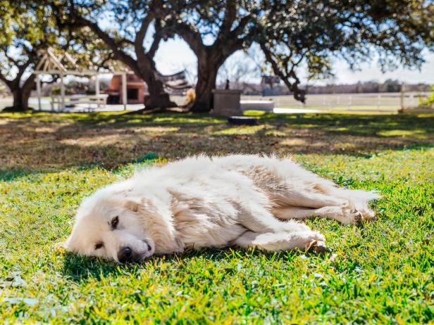 Chip And Joanna Gaines Dog Bear Hgtv Chip And Joanna S Dog