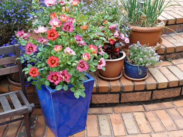 Glazed Container With Ground Cover Rose