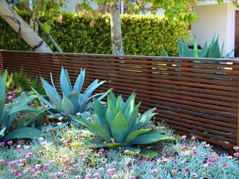 Agave and Ground Cover