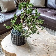 Potted Plant on Rustic Tree Trunk Coffee Table