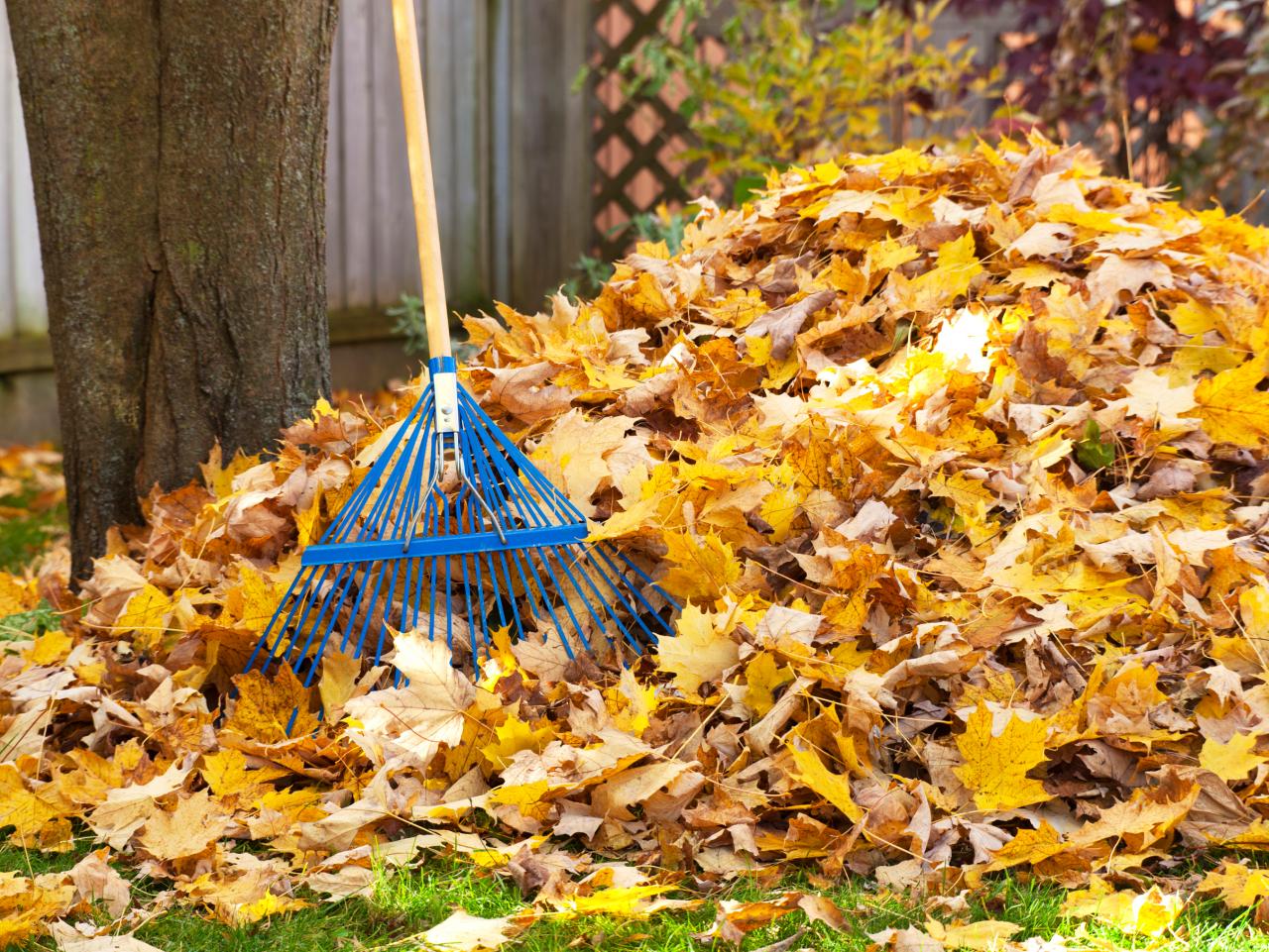 Using dried leaves in the garden  Benefits of mulching with dried