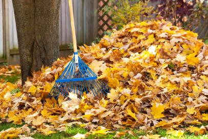 How to Source and Use Fallen Leaves as Free Mulch