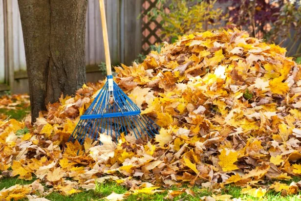 Use Fall Leaves For Winter Mulch | HGTV