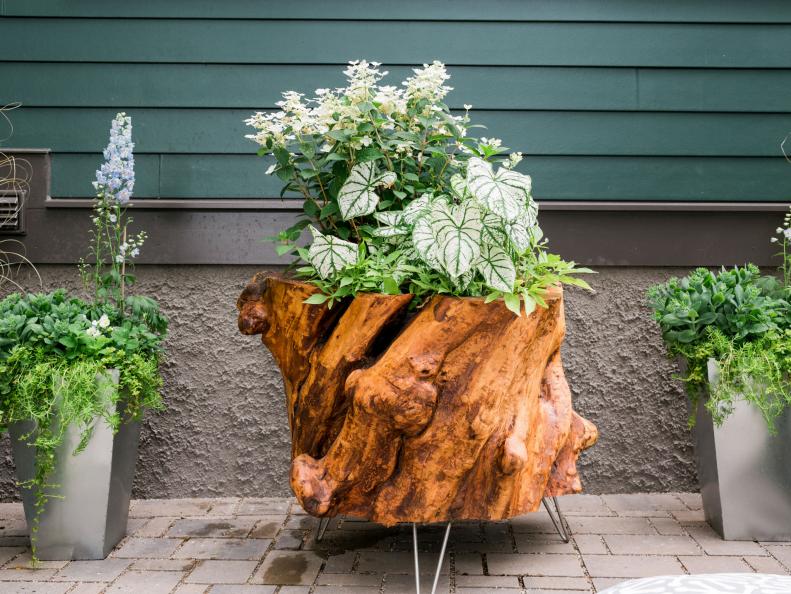 Attractive Oversized Planter Made From Old Tree