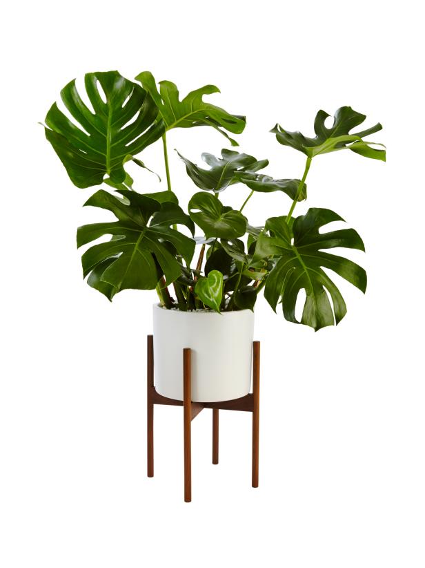 Split-Leaf Philodendron + White Ceramic in a Wood Stand