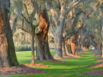 Many a country club boasts a grand entrance, replete with auspicious waterfalls and Roman statues, but few can compare to the natural, breathtaking beauty encountered upon the approach to the Sea Island Golf Club on St. Simons. Formerly the entrance to the most prosperous estate in the Golden Isles, double rows of majestic 160-year-old live oaks form an expansive canopy. It’s said that at one time the property boasted so many flowers that sailors could smell their alluring fragrance before ever stepping foot on land.