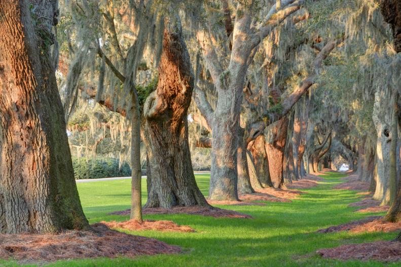 Many a country club boasts a grand entrance, replete with auspicious waterfalls and Roman statues, but few can compare to the natural, breathtaking beauty encountered upon the approach to the Sea Island Golf Club on St. Simons. Formerly the entrance to the most prosperous estate in the Golden Isles, double rows of majestic 160-year-old live oaks form an expansive canopy. It’s said that at one time the property boasted so many flowers that sailors could smell their alluring fragrance before ever stepping foot on land.