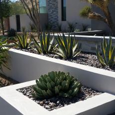 Front Landscape Features Agave and Euphorbia 