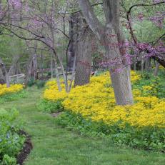 Grassy Forest Path and Yellow Flowers