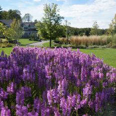 Beautiful Lavender-Pink Flowering Plants in Expansive Landscaped Front Yard