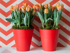 Forced Tulips In Pot