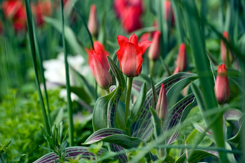 Tulipa Greigii ‘Red Riding Hood’