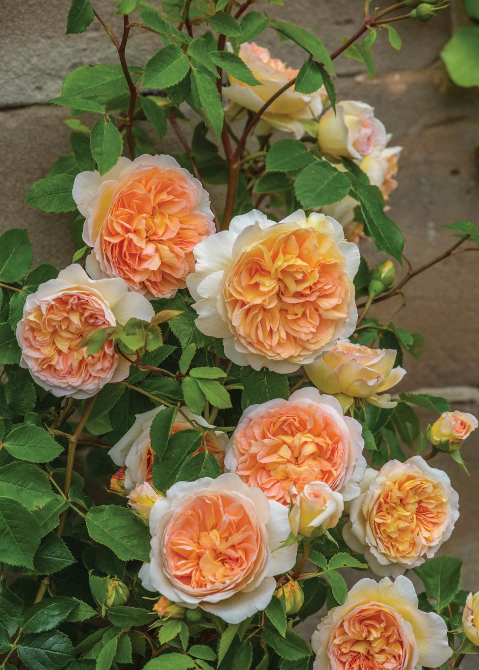 David Austin English Climbing Rose Bathsheba | HGTV